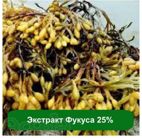 Экстракт Фукуса